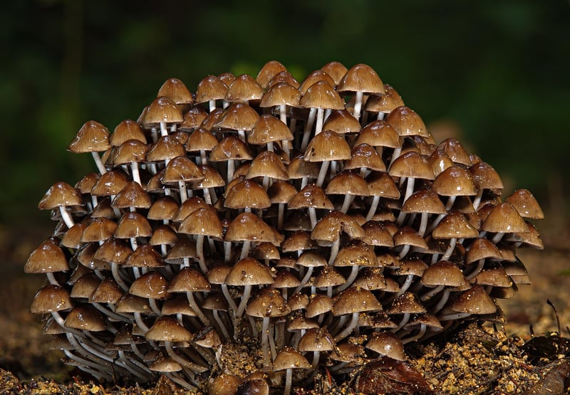 Forest Visualization